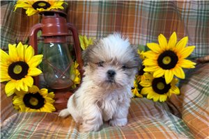 Vance - puppy for sale