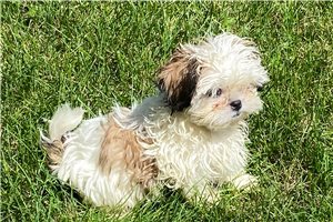 Jayden - puppy for sale