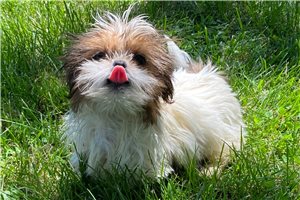 Nelson - Shih Tzu for sale