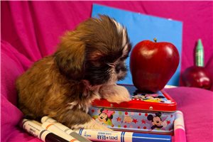 Jacob - Shih Tzu for sale