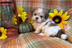 Vandal - puppy for sale