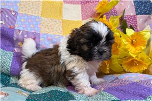 Mercy - puppy for sale