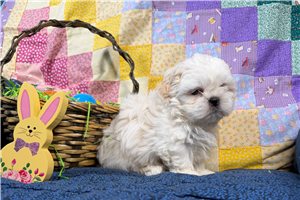 Miles - Shih Tzu for sale