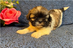 Kimmy - puppy for sale