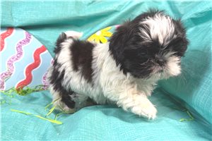 Maria - Shih Tzu for sale