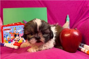 Jennifer - Shih Tzu for sale