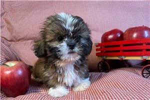 Jaclyn - puppy for sale