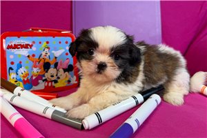 Jaclyn - puppy for sale