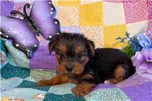 Madison - puppy for sale