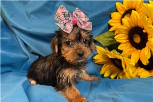 Blush - Yorkshire Terrier - Yorkie for sale