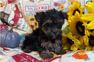 Omari - Yorkshire Terrier - Yorkie for sale