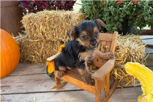Elyssa - Yorkie for sale