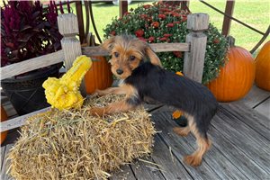Marshall - Yorkie for sale