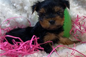 Caradoc - Yorkshire Terrier - Yorkie for sale