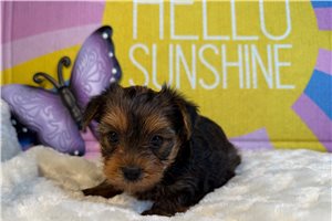 Darcy - Yorkshire Terrier - Yorkie for sale