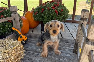 Liam - puppy for sale