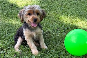 Maeve - Yorkshire Terrier - Yorkie for sale