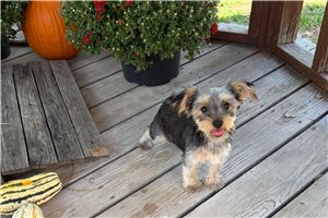 Danelle - Yorkshire Terrier - Yorkie for sale