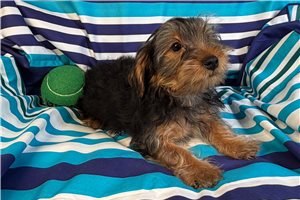 Liam - Yorkshire Terrier - Yorkie for sale