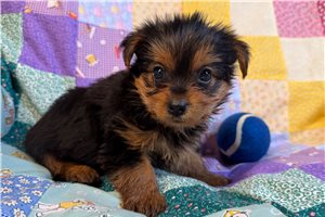 Marshall - Yorkshire Terrier - Yorkie for sale