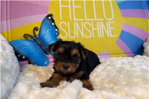 Danelle - Yorkshire Terrier - Yorkie for sale
