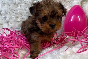 Callie - Yorkshire Terrier - Yorkie for sale