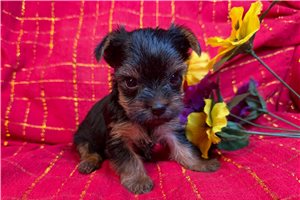Leslie - Yorkshire Terrier - Yorkie for sale