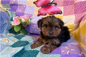 Maeve - puppy for sale