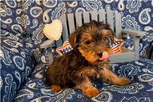 Liam - Yorkshire Terrier - Yorkie for sale