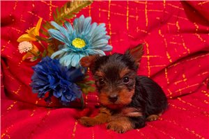 Louisa - puppy for sale