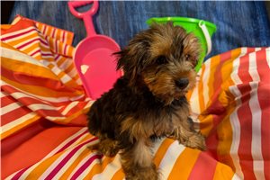 Maeve - Yorkshire Terrier - Yorkie for sale