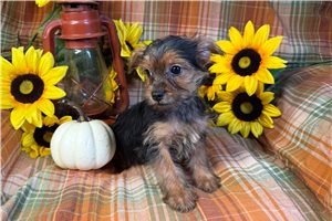 Elyssa - Yorkie for sale