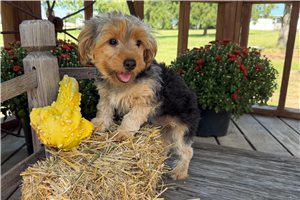 Maeve - Yorkie for sale