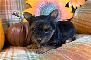 Ombre - puppy for sale