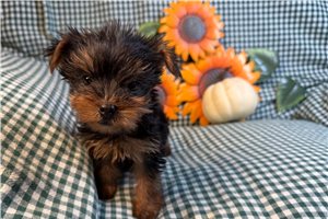 Dandy - Yorkie for sale