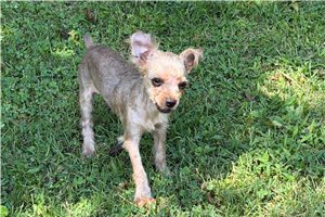 Norman - Yorkshire Terrier - Yorkie for sale