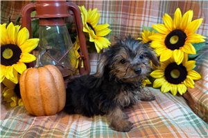 Eric - Yorkie for sale