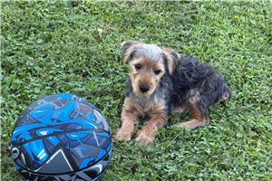 Liam - Yorkshire Terrier - Yorkie for sale