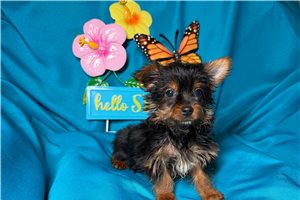 Michael - Yorkshire Terrier - Yorkie for sale