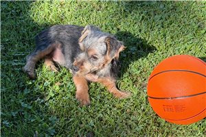 Isaiah - Yorkshire Terrier - Yorkie for sale