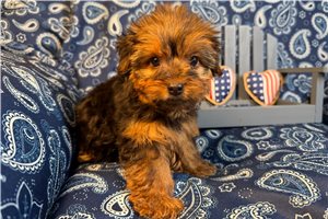 Maeve - Yorkshire Terrier - Yorkie for sale