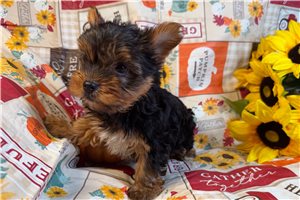 Sebstian - Yorkshire Terrier - Yorkie for sale