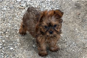 Norman - Yorkshire Terrier - Yorkie for sale