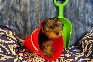 Liam - Yorkshire Terrier - Yorkie for sale