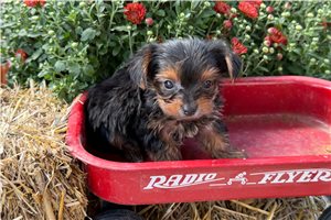 Eric - puppy for sale