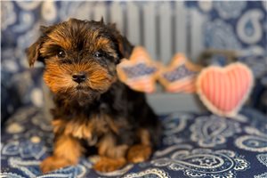 Lamb - Yorkshire Terrier - Yorkie for sale