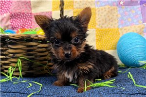 Michael - Yorkshire Terrier - Yorkie for sale