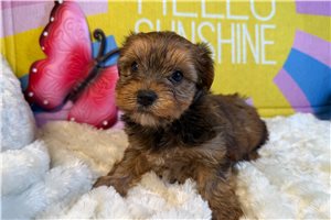 Dahlia - puppy for sale
