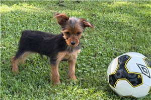 Marshall - Yorkshire Terrier - Yorkie for sale