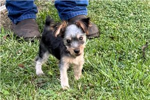 Danelle - Yorkshire Terrier - Yorkie for sale